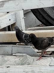 Columba livia