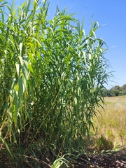 Arundo donax