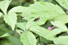 Cratichneumon unifasciatorius
