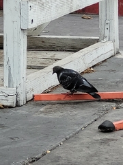 Columba livia