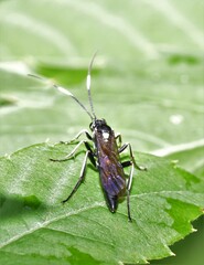 Cratichneumon unifasciatorius