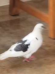 Columba livia