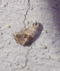 Tripudia rectangula