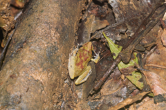 Pristimantis zeuctotylus