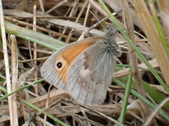 Coenonympha pamphilus