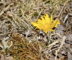 Hypochaeris sessiliflora