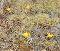 Hypochaeris sessiliflora