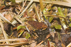 Pristimantis zeuctotylus