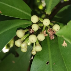 Ardisia solanacea