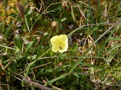 Papaver radicatum