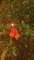 Magnoliopsida
