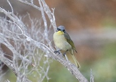 Lichenostomus cratitius