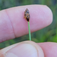 Eleocharis elliptica