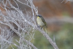 Lichenostomus cratitius