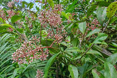 Ardisia costaricensis