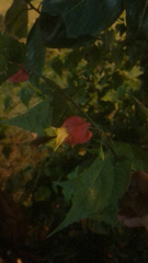 Callianthe megapotamica