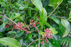 Ardisia costaricensis
