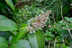 Ardisia costaricensis