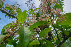 Ardisia costaricensis