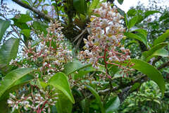 Ardisia costaricensis