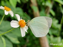 Abaeis albula celata