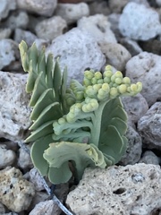Botrychium pumicola