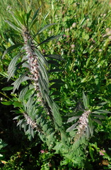 Leonurus quinquelobatus