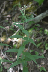 Eupatorium sessilifolium