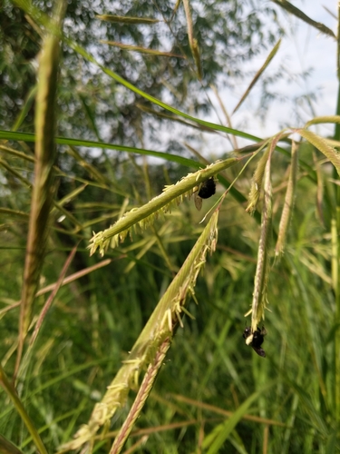 prairie cordgrass (Spartina pectinata)
