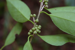 Ilex ficoidea