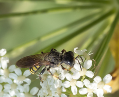 Ectemnius lituratus