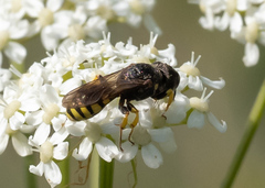 Ectemnius lituratus