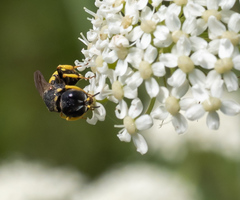 Ectemnius lituratus