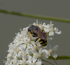 Ectemnius lituratus