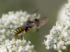 Ectemnius lituratus