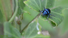 Chrysochus chinensis