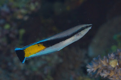 Mimic Blenny photo 5