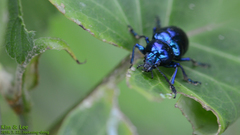 Chrysochus chinensis