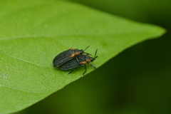 Odontota scapularis