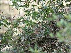 Phacellodomus striaticollis