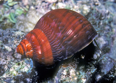 Turbo petholatus