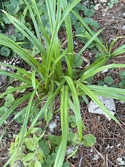 Carex