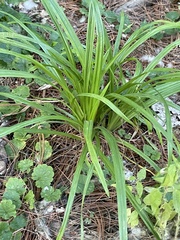 Carex
