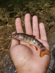 Salvelinus fontinalis fontinalis