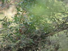 Phacellodomus striaticollis