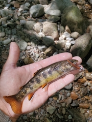 Salvelinus fontinalis fontinalis