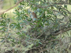 Phacellodomus striaticollis