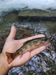 Salvelinus fontinalis fontinalis