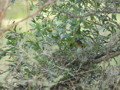 Phacellodomus striaticollis