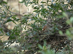 Phacellodomus striaticollis